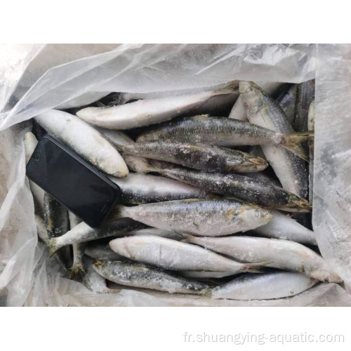 Matières premières Frozen Sardinella Longiceps WR pour conserve